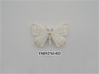 藏品(尺蛾332)的圖片